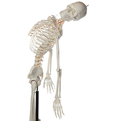 Axis Scientific Flexible Life-Size Skeleton Anatomical Model, Bundle Containing 5' 6" Anatomically Correct Skeleton, 206 Bones, Interactive Medical Replica, Adjustable Rolling Stand, Dust Cover