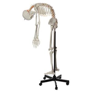 Axis Scientific Flexible Life-Size Skeleton Anatomical Model, Bundle Containing 5' 6" Anatomically Correct Skeleton, 206 Bones, Interactive Medical Replica, Adjustable Rolling Stand, Dust Cover