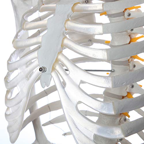 Axis Scientific Flexible Life-Size Skeleton Anatomical Model, Bundle Containing 5' 6" Anatomically Correct Skeleton, 206 Bones, Interactive Medical Replica, Adjustable Rolling Stand, Dust Cover