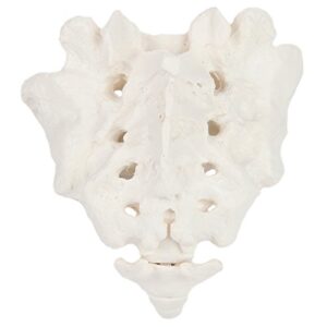 axis scientific human sacrum bone model | cast from a real human sacrum bone specimen | coccyx has natural mobilty | includes product manual