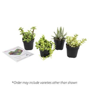 Altman Plants, Assorted Succulents Plants Live Houseplants (4PK), Succulent Plants Home Office Plants Live Indoor Plants, Live Plants Indoor House Plants, Easy Care Plants, Desk Plants, Kitchen Plants