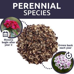 Perennial Wildflower Seeds Mixture - Bulk 1/4 Pound Bag - Over 60,000 Pure Live Seed - Open Pollinated and Non GMO