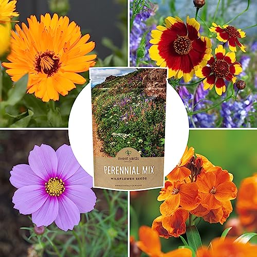 Perennial Wildflower Seeds Mixture - Bulk 1/4 Pound Bag - Over 60,000 Pure Live Seed - Open Pollinated and Non GMO