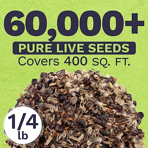 Perennial Wildflower Seeds Mixture - Bulk 1/4 Pound Bag - Over 60,000 Pure Live Seed - Open Pollinated and Non GMO