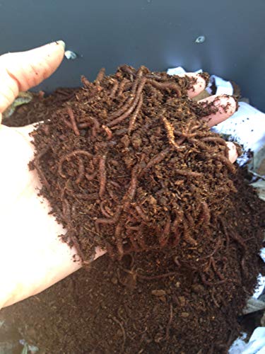 1000 Red Wigglers Composting Worms. Live WWJD worms