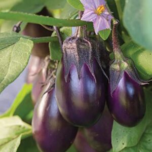 Burpee Patio Baby Eggplant Seeds 30 seeds