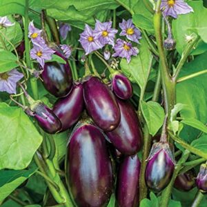 Burpee Patio Baby Eggplant Seeds 30 seeds