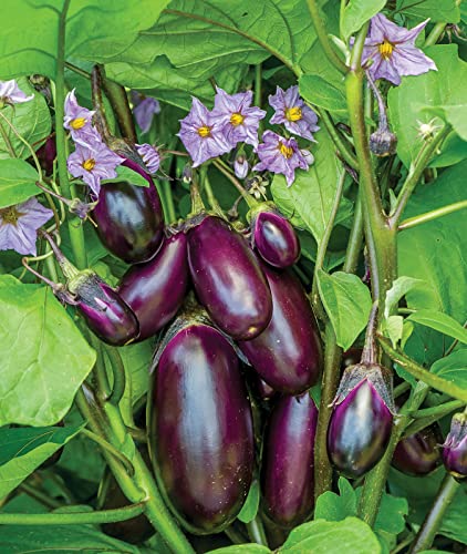 Burpee Patio Baby Eggplant Seeds 30 seeds