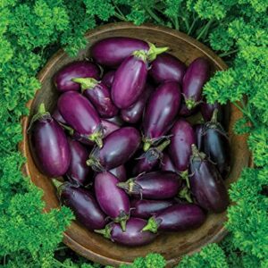 Burpee Patio Baby Eggplant Seeds 30 seeds