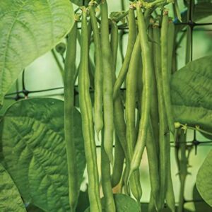 Burpee Kentucky Blue Pole Bean Seeds 8 ounces of seed