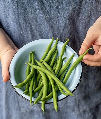 Burpee Kentucky Blue Pole Bean Seeds 8 ounces of seed