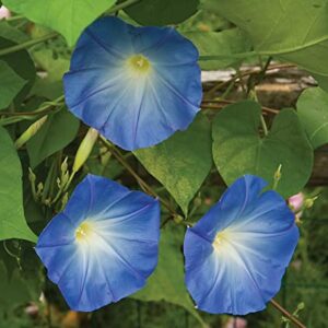 Burpee Heavenly Blue Morning Glory Seeds 150 seeds