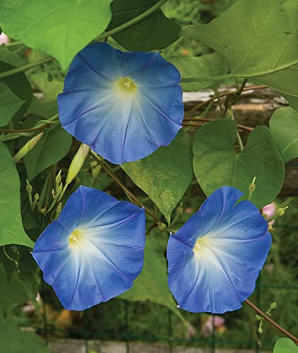 Burpee Heavenly Blue Morning Glory Seeds 150 seeds