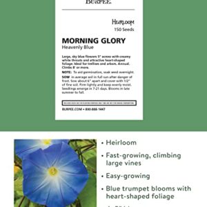 Burpee Heavenly Blue Morning Glory Seeds 150 seeds