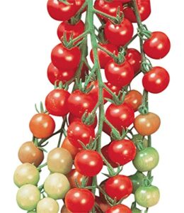 burpee super sweet 100' hybrid cherry tomato, 50 seeds