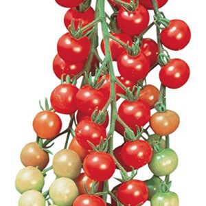 Burpee Super Sweet 100' Hybrid Cherry Tomato, 50 Seeds