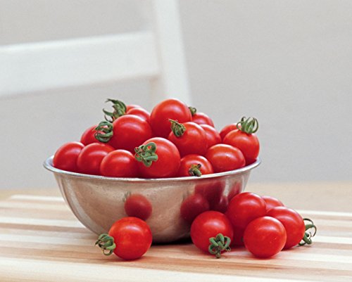 Burpee Super Sweet 100' Hybrid Cherry Tomato, 50 Seeds