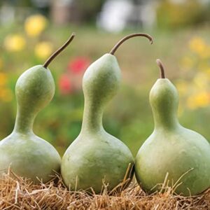 Burpee Ornamental Large Bottle Gourd Heirloom Gourd Seeds 50 seeds