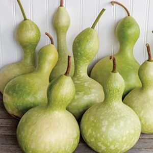 Burpee Ornamental Large Bottle Gourd Heirloom Gourd Seeds 50 seeds