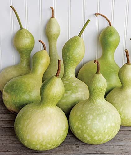 Burpee Ornamental Large Bottle Gourd Heirloom Gourd Seeds 50 seeds