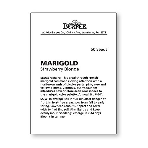 Burpee Strawberry Blonde Marigold Seeds 50 seeds