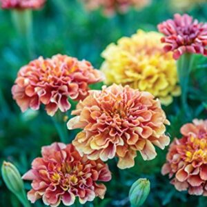 Burpee Strawberry Blonde Marigold Seeds 50 seeds