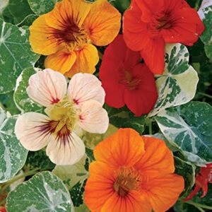 Burpee Alaska Mix Nasturtium Seeds 125 seeds