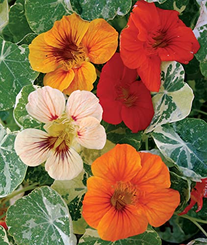 Burpee Alaska Mix Nasturtium Seeds 125 seeds