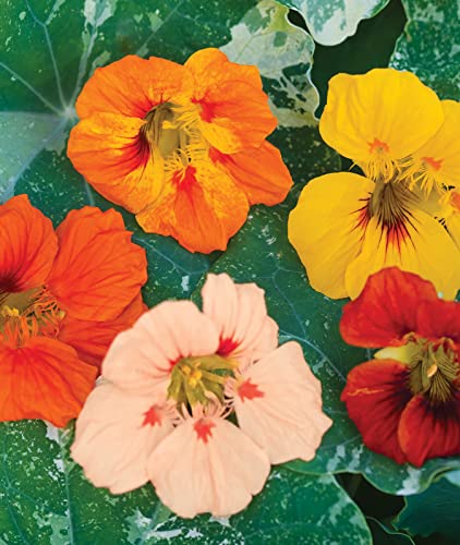 Burpee Alaska Mix Nasturtium Seeds 125 seeds