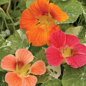 Burpee Alaska Mix Nasturtium Seeds 125 seeds