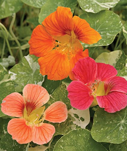 Burpee Alaska Mix Nasturtium Seeds 125 seeds