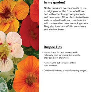 Burpee Alaska Mix Nasturtium Seeds 125 seeds