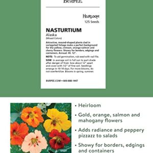 Burpee Alaska Mix Nasturtium Seeds 125 seeds