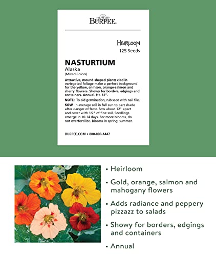 Burpee Alaska Mix Nasturtium Seeds 125 seeds