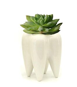 monmob ceramic tooth shaped pen pencil toothbrush holder pot succulent plant pot home office school dentists gift (3.9")