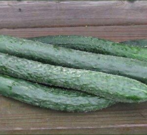 Japanese Long Burpless Cucumber Seeds - Sooyow Nishiki Green Non-GMO (25 - Seeds)