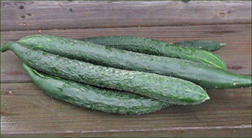 Japanese Long Burpless Cucumber Seeds - Sooyow Nishiki Green Non-GMO (25 - Seeds)