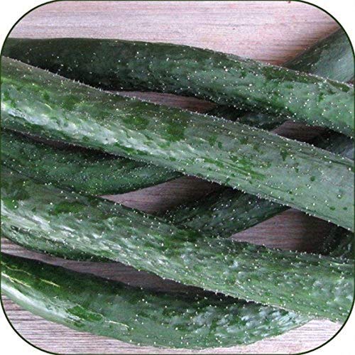 Japanese Long Burpless Cucumber Seeds - Sooyow Nishiki Green Non-GMO (25 - Seeds)