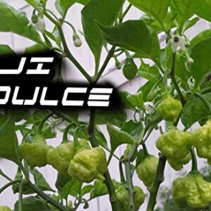 AJI DULCE #1,Pepper Seeds,Known As ajicitoo,aji gustoso,ají cachucha & sweet (100 Seeds)