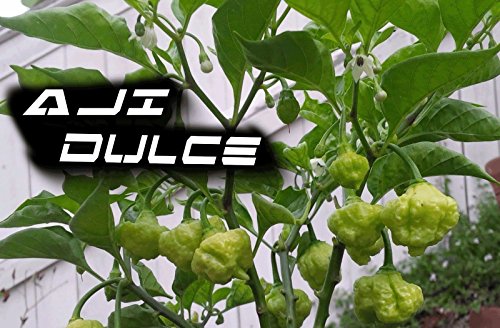 AJI DULCE #1,Pepper Seeds,Known As ajicitoo,aji gustoso,ají cachucha & sweet (100 Seeds)