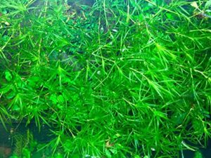 najas guppy grass - najas guadalupensis live aquarium freshwater plants