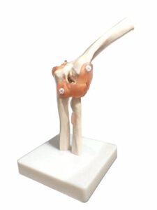 bonew life size elbow joint anatomical model skeleton - human medical anatomy
