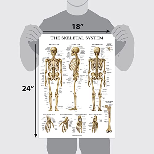 Palace Learning Skeletal System Anatomical Chart - LAMINATED - Human Skeleton Anatomy Poster (18 x 24)