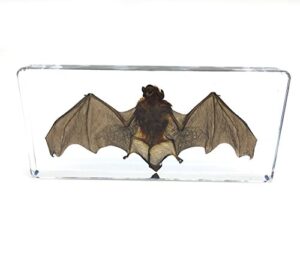 bat specimens science classroom specimen for science education（5.5x2.5x0.7 inch）