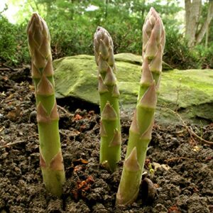 5 mary washington" asparagus crown, 2 year roots