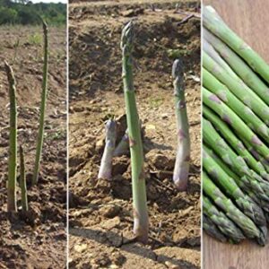 5 Mary Washington" asparagus crown, 2 Year Roots