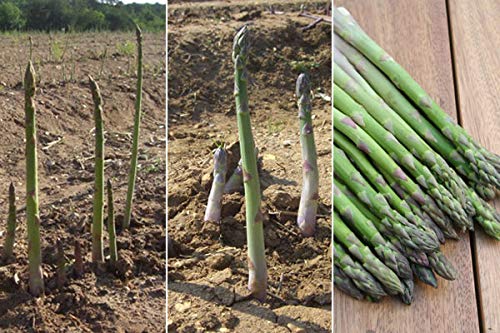 5 Mary Washington" asparagus crown, 2 Year Roots