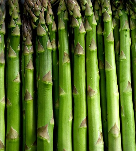 5 Mary Washington" asparagus crown, 2 Year Roots