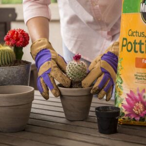 Miracle-Gro Cactus, Palm & Citrus Potting Mix 2-Pack