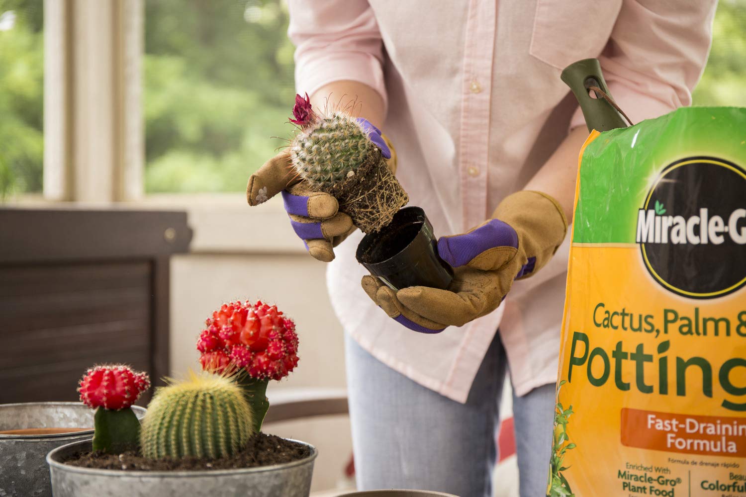 Miracle-Gro Cactus, Palm & Citrus Potting Mix 2-Pack